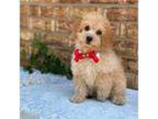 Cavapoo Puppy for sale in Henagar, AL, USA