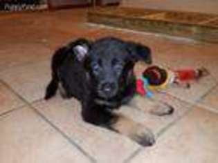German Shepherd Dog Puppy for sale in Attleboro, MA, USA