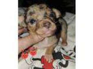 Mutt Puppy for sale in Richmond, MO, USA