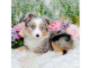 Miniature Australian Shepherd Puppy for sale in Mccomb, MS, USA