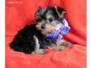 Yorkshire Terrier Puppy for sale in SPRINGFIELD, TN, USA