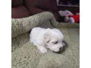 Coton de Tulear Puppy for sale in Kennewick, WA, USA