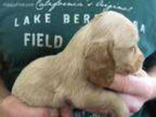 Dachshund Puppy for sale in Claremont, IL, USA