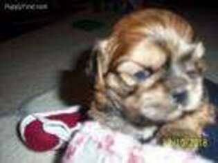 Shorkie Tzu Puppy for sale in Mount Calm, TX, USA