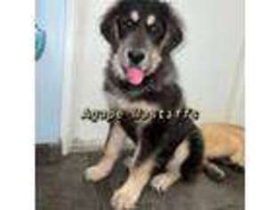 Tibetan Mastiff Puppy for sale in Wildwood, FL, USA