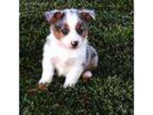 Pembroke Welsh Corgi Puppy for sale in Pipestem, WV, USA