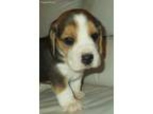 Beagle Puppy for sale in Jerome, MO, USA