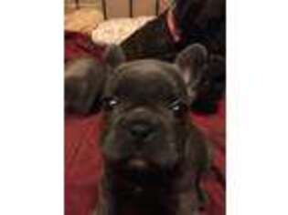French Bulldog Puppy for sale in Ellicott City, MD, USA