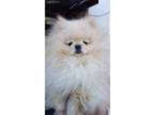 Pomeranian Puppy for sale in Upland, CA, USA