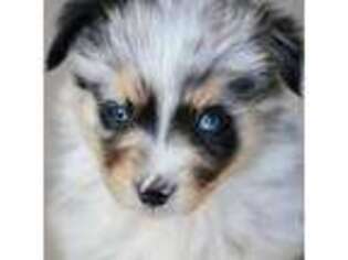 Miniature Australian Shepherd Puppy for sale in Herriman, UT, USA