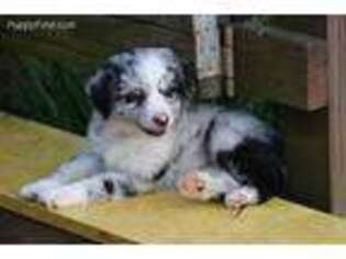 Miniature Australian Shepherd Puppy for sale in Corydon, IN, USA