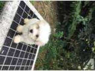 Mutt Puppy for sale in CLINTON, MI, USA