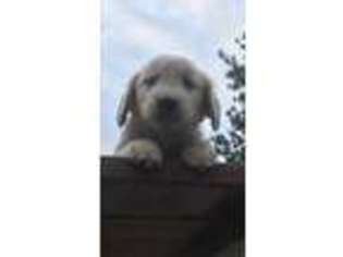 Golden Retriever Puppy for sale in Hamilton, MT, USA