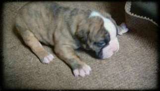 Bulldog Puppy for sale in Coats, NC, USA