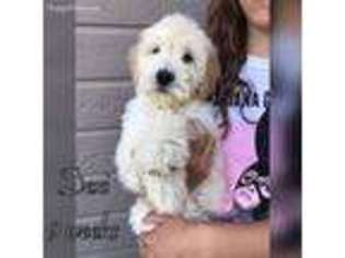 Goldendoodle Puppy for sale in San Jose, CA, USA
