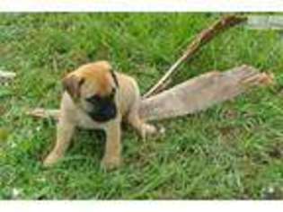 Bullmastiff Puppy for sale in Fort Myers, FL, USA