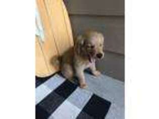 Golden Retriever Puppy for sale in Salt Lake City, UT, USA