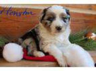 Miniature Australian Shepherd Puppy for sale in Mountain Grove, MO, USA
