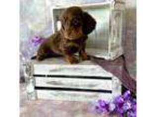 Dachshund Puppy for sale in Canyon, TX, USA