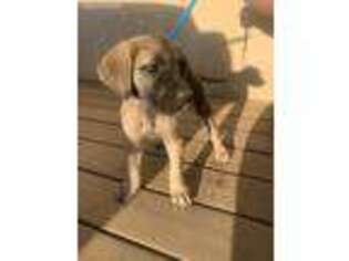 Mastiff Puppy for sale in Hemet, CA, USA