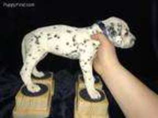 Dalmatian Puppy for sale in Holland, MI, USA