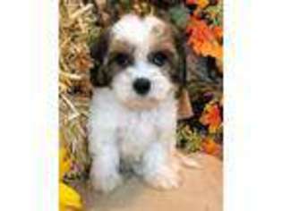 Cavachon Puppy for sale in Ladson, SC, USA
