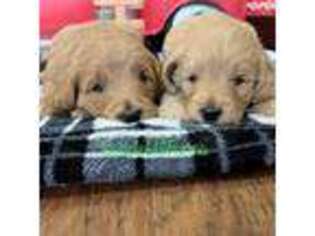 Goldendoodle Puppy for sale in Rienzi, MS, USA