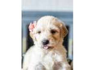 Goldendoodle Puppy for sale in Scarsdale, NY, USA