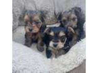 Yorkshire Terrier Puppy for sale in Republic, MO, USA