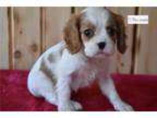 Cavalier King Charles Spaniel Puppy for sale in Mansfield, OH, USA