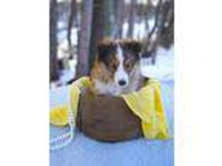 Shetland Sheepdog Puppy for sale in Lakeville, OH, USA