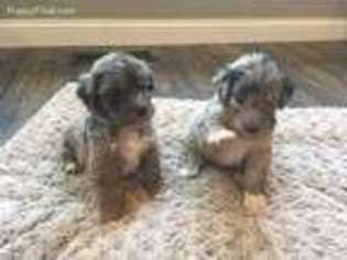 Mutt Puppy for sale in Bargersville, IN, USA