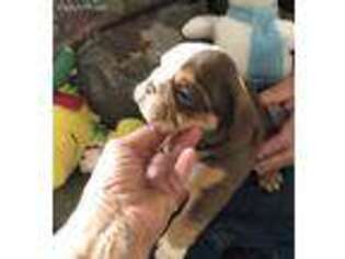 Bulldog Puppy for sale in Austin, AR, USA