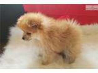 Pomeranian Puppy for sale in Lynchburg, VA, USA