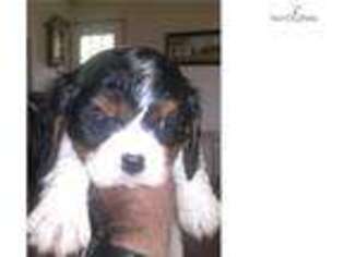 Cavalier King Charles Spaniel Puppy for sale in Athens, GA, USA