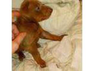 Doberman Pinscher Puppy for sale in Broxton, GA, USA