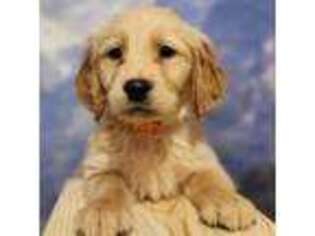 Golden Retriever Puppy for sale in Cache, OK, USA