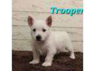 West Highland White Terrier Puppy for sale in Port Royal, PA, USA
