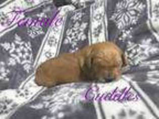 Goldendoodle Puppy for sale in Manchester, OH, USA