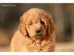 Goldendoodle Puppy for sale in Harviell, MO, USA