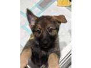German Shepherd Dog Puppy for sale in Battle Creek, MI, USA