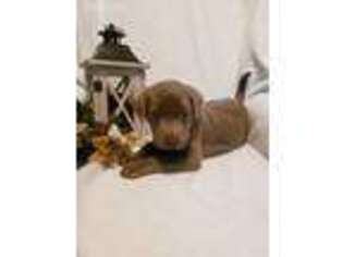 Labrador Retriever Puppy for sale in Cambridge, OH, USA