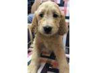 Goldendoodle Puppy for sale in Corunna, IN, USA