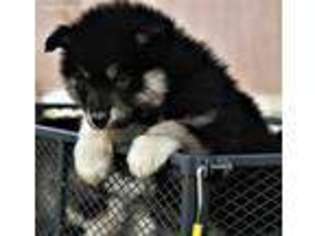 Alaskan Malamute Puppy for sale in Shelton, WA, USA