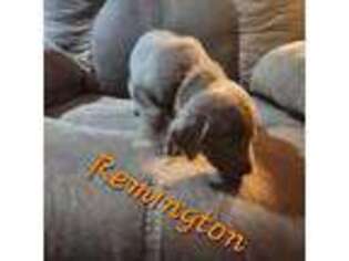 Labrador Retriever Puppy for sale in Mellen, WI, USA