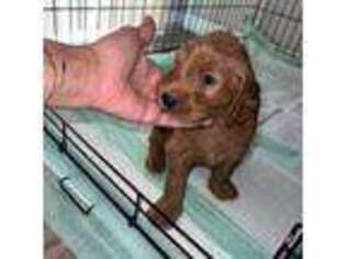 Goldendoodle Puppy for sale in Orange City, FL, USA