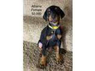 Doberman Pinscher Puppy for sale in Clovis, CA, USA