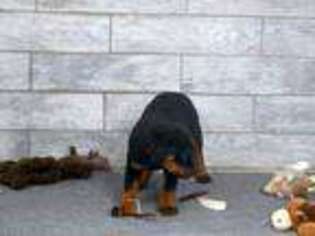 Rottweiler Puppy for sale in Ogden, UT, USA