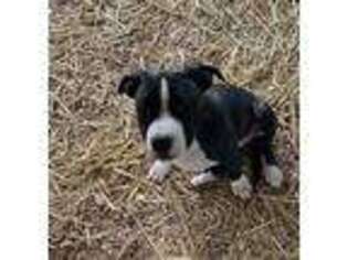 American Staffordshire Terrier Puppy for sale in Jackson, CA, USA
