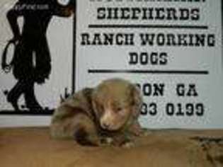 Australian Shepherd Puppy for sale in Gordon, GA, USA